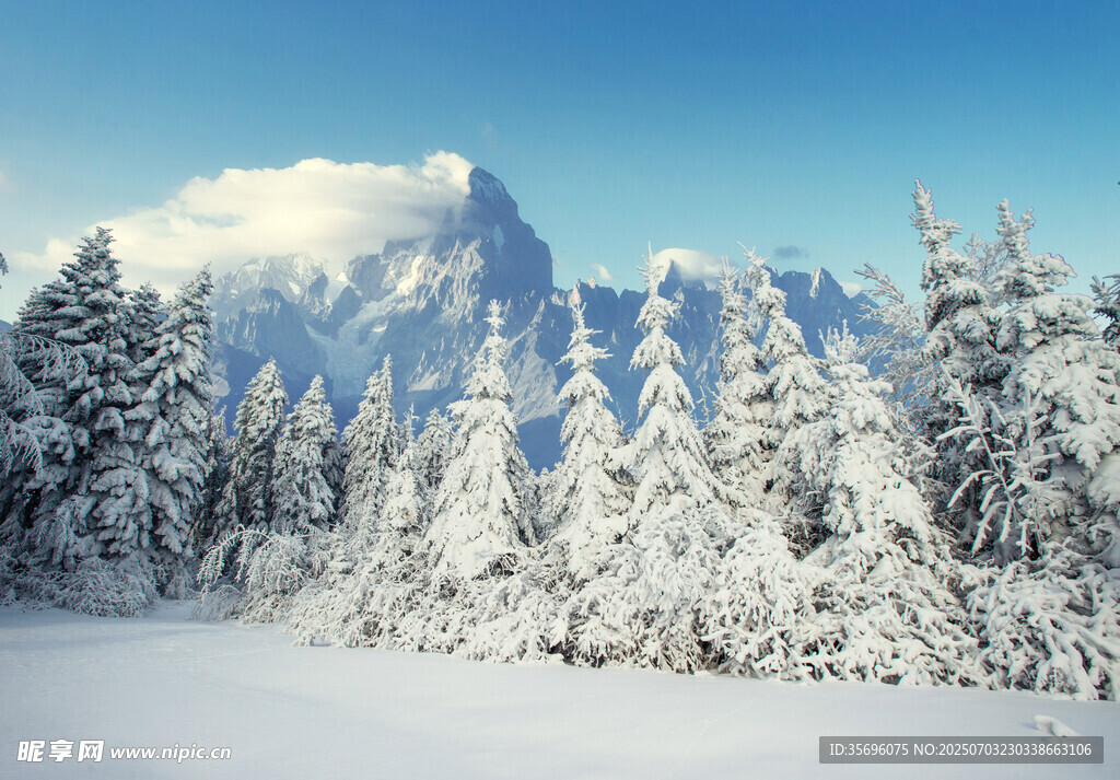 冬日雪山松林美景