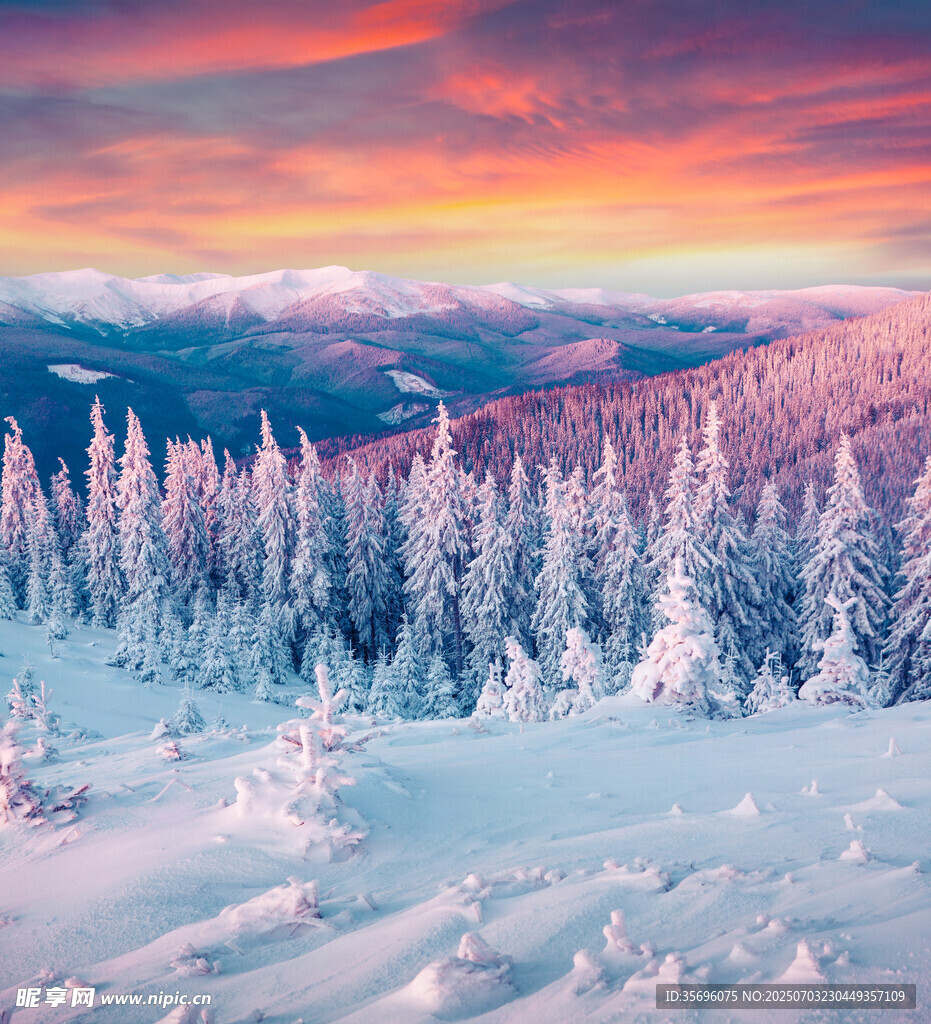 冬日雪林的绚烂黄昏美景