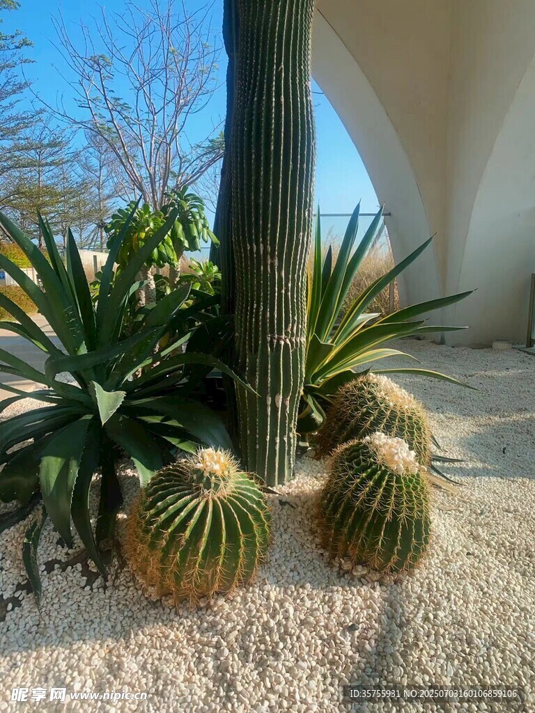 户外仙人掌与绿植景观