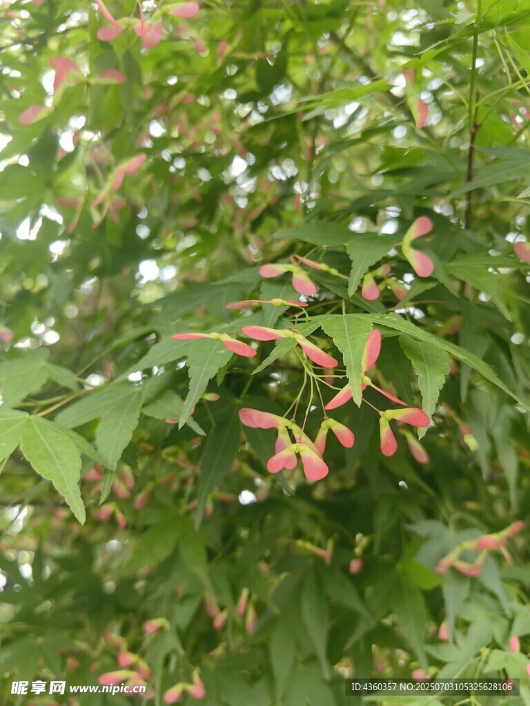 枫叶