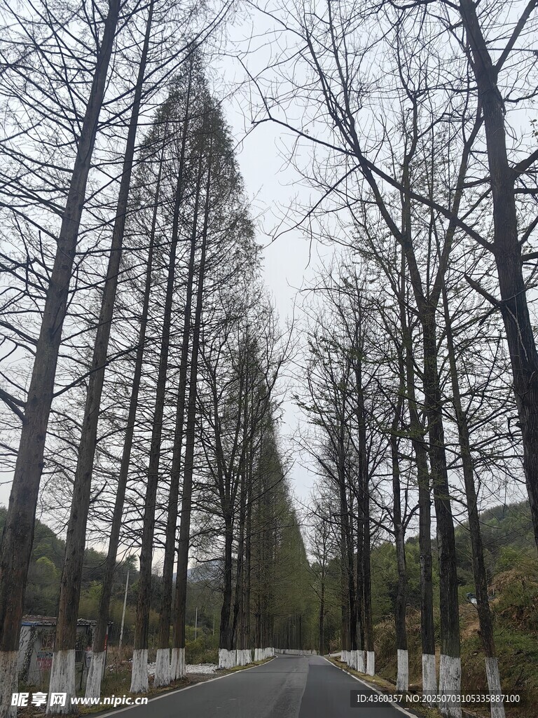 树的延伸