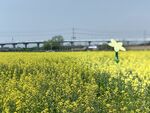 油菜花