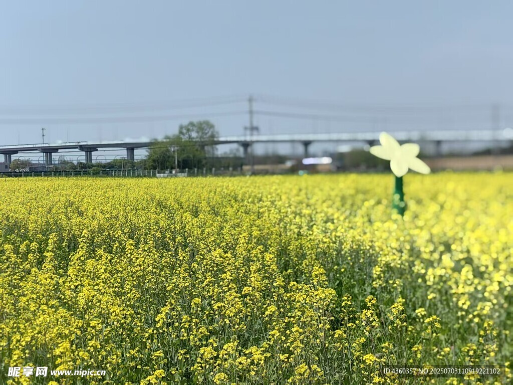 油菜花
