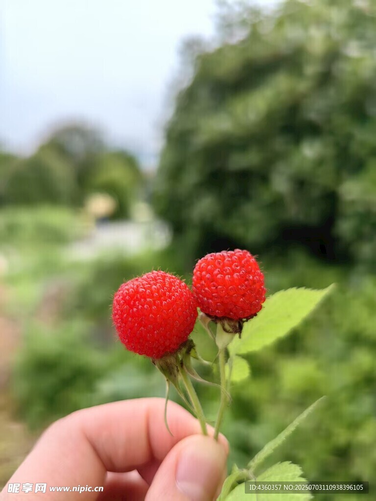 野果