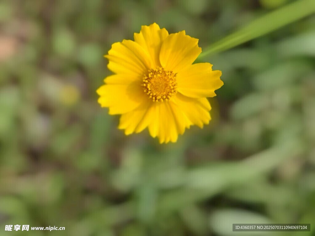 花
