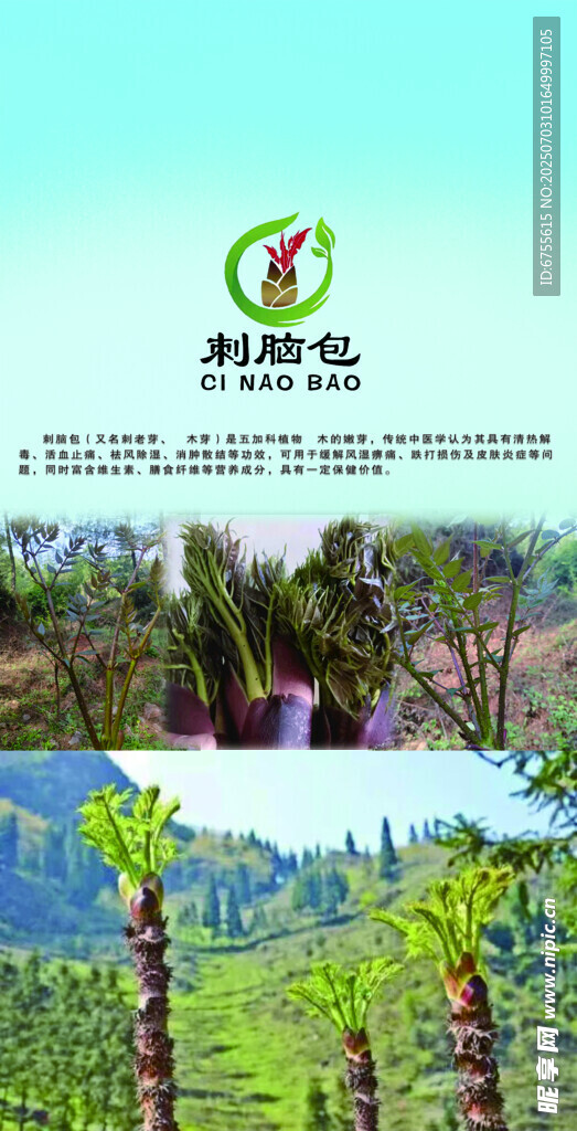 刺脑包种植海报展示