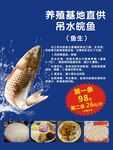 养殖基地直供带水锦鲤鱼