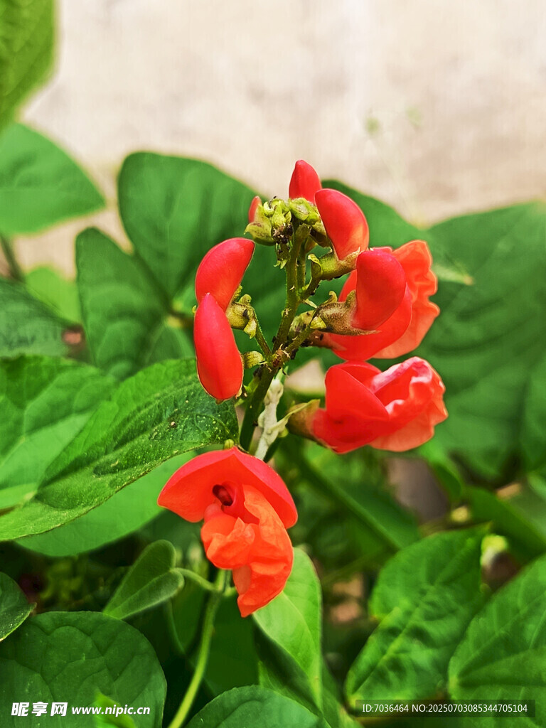 花