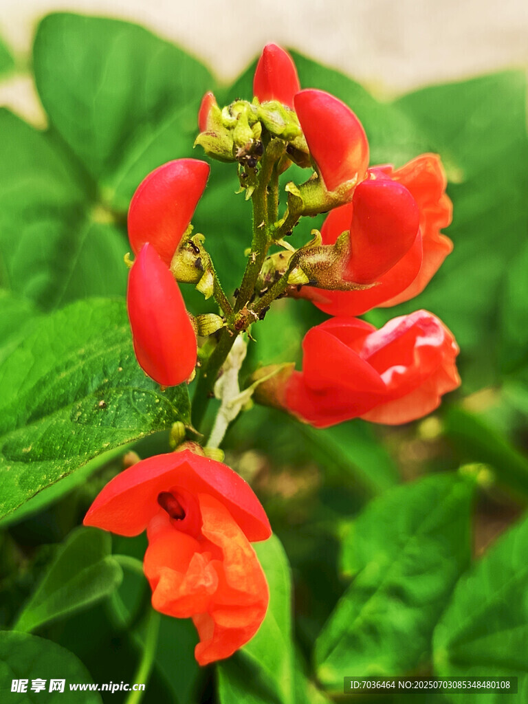 花