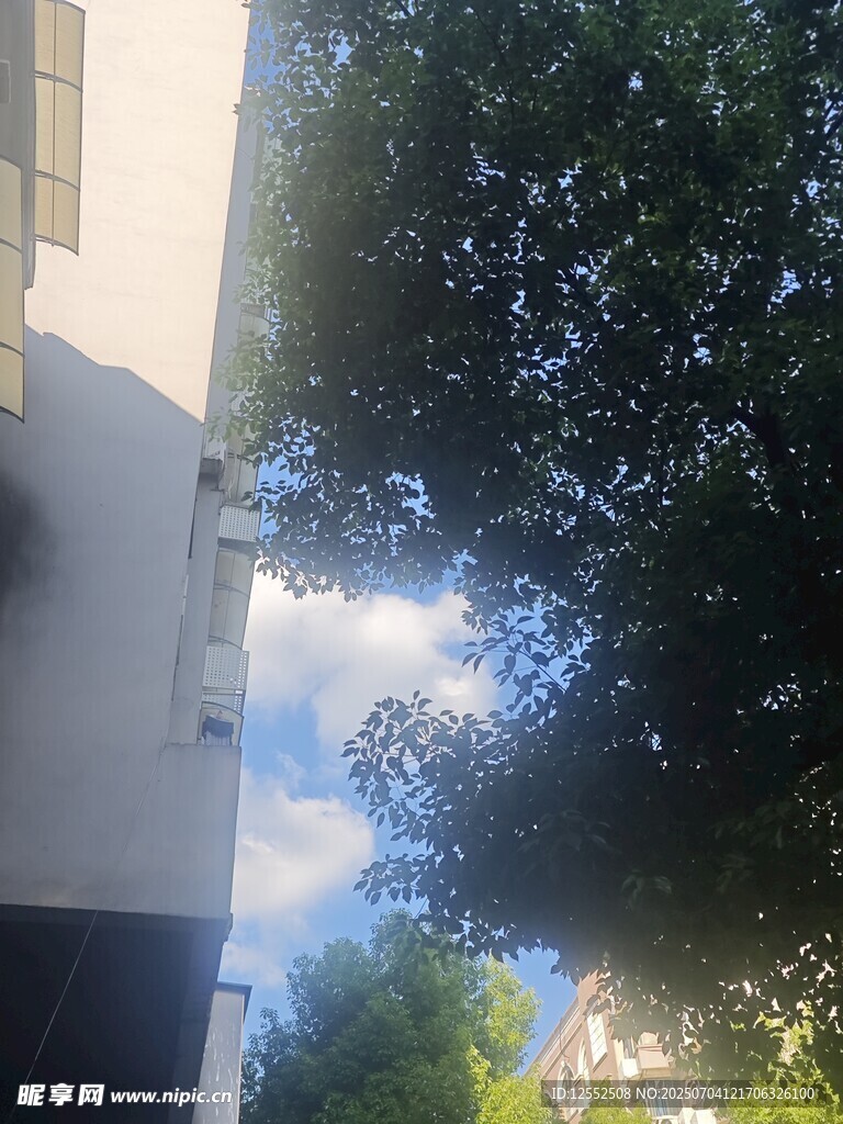 透过树木望天空与建筑