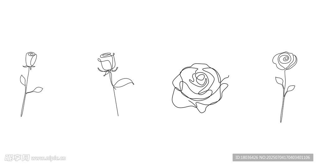 简约线条玫瑰花卉线稿png