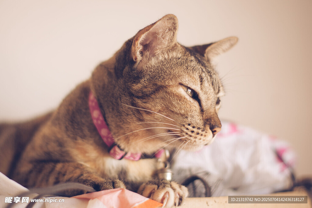 慵懒猫咪惬意躺卧