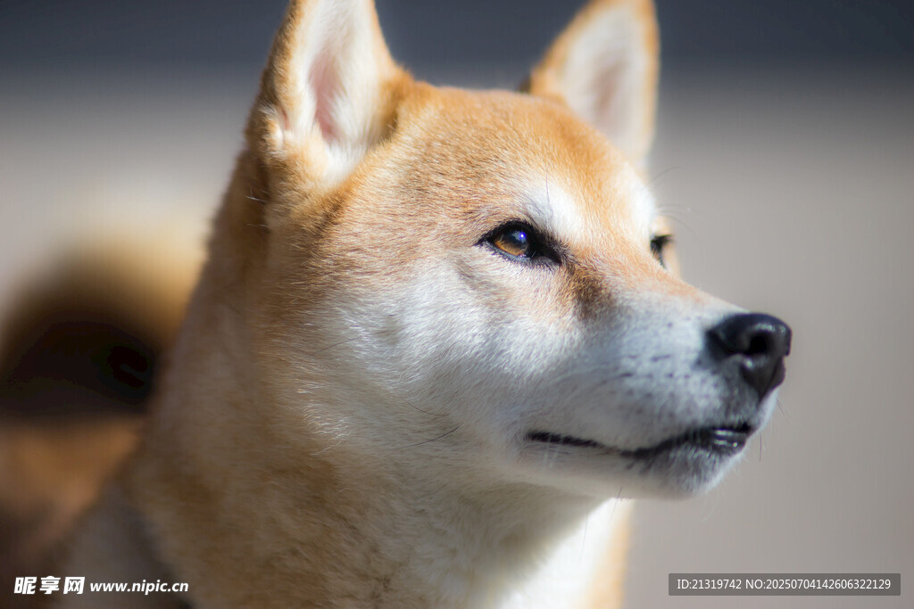 可爱柴犬侧颜特写