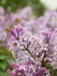 丁香花