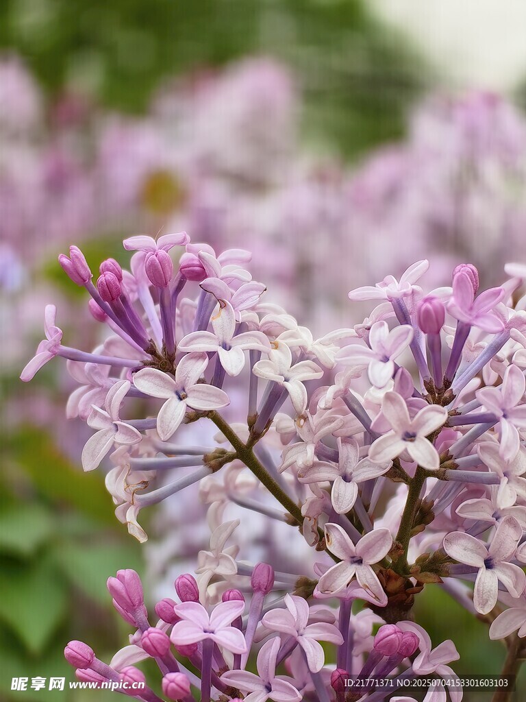 丁香花