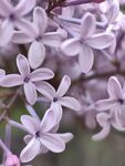 丁香花