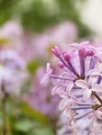 丁香花
