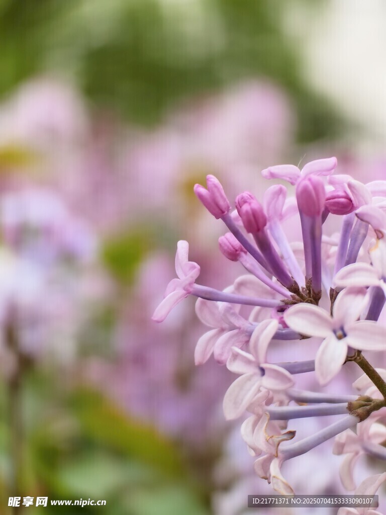 丁香花