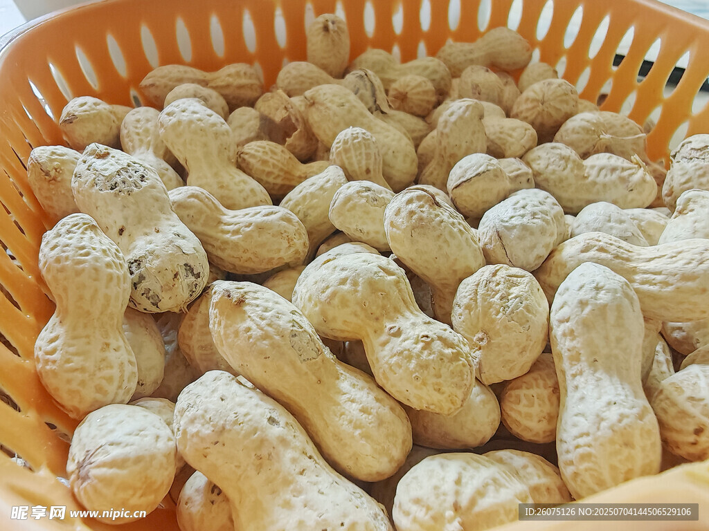 竹篮里的饱满花生