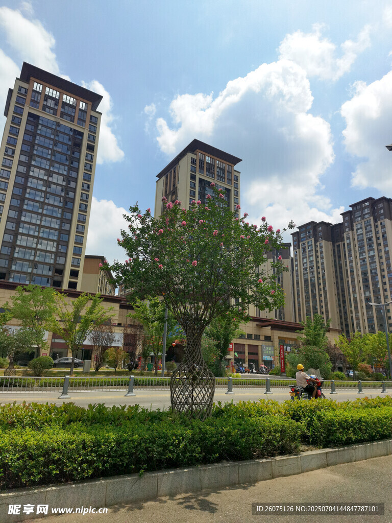 城市公路旁的造景树