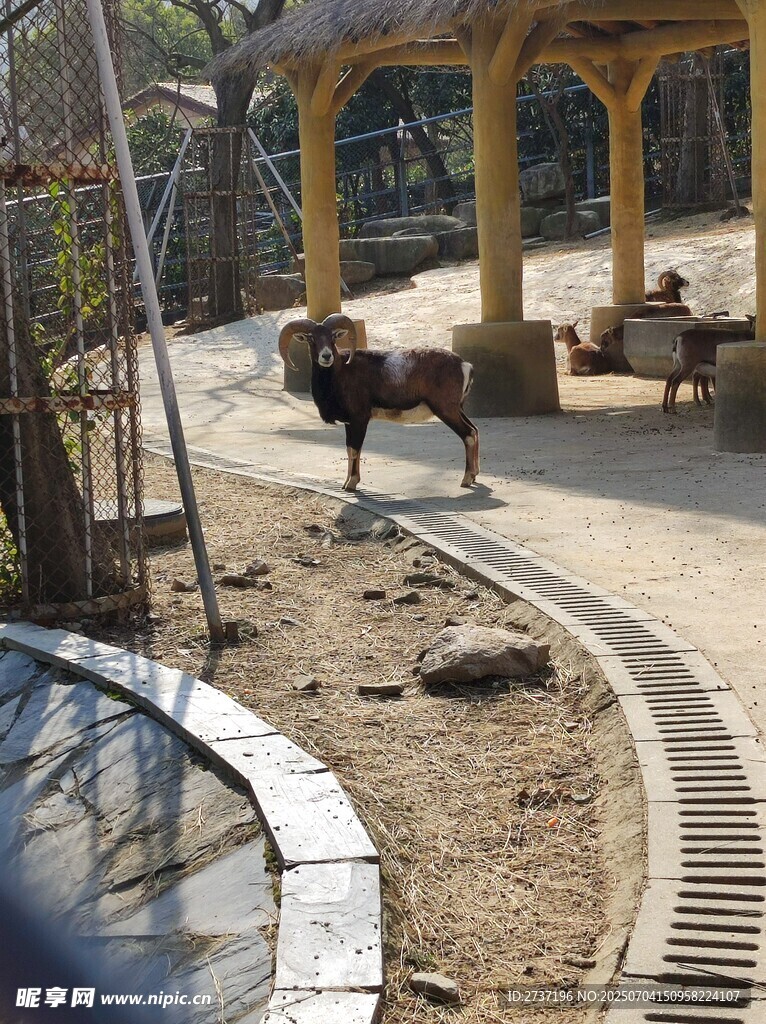 盘羊