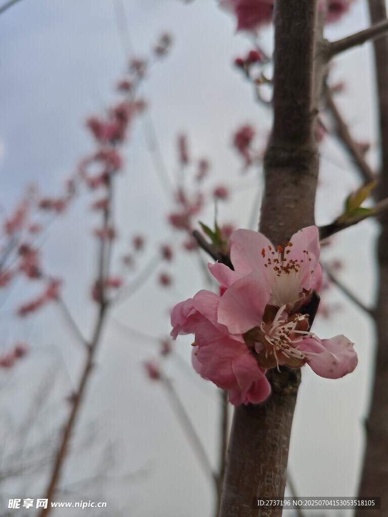 花树