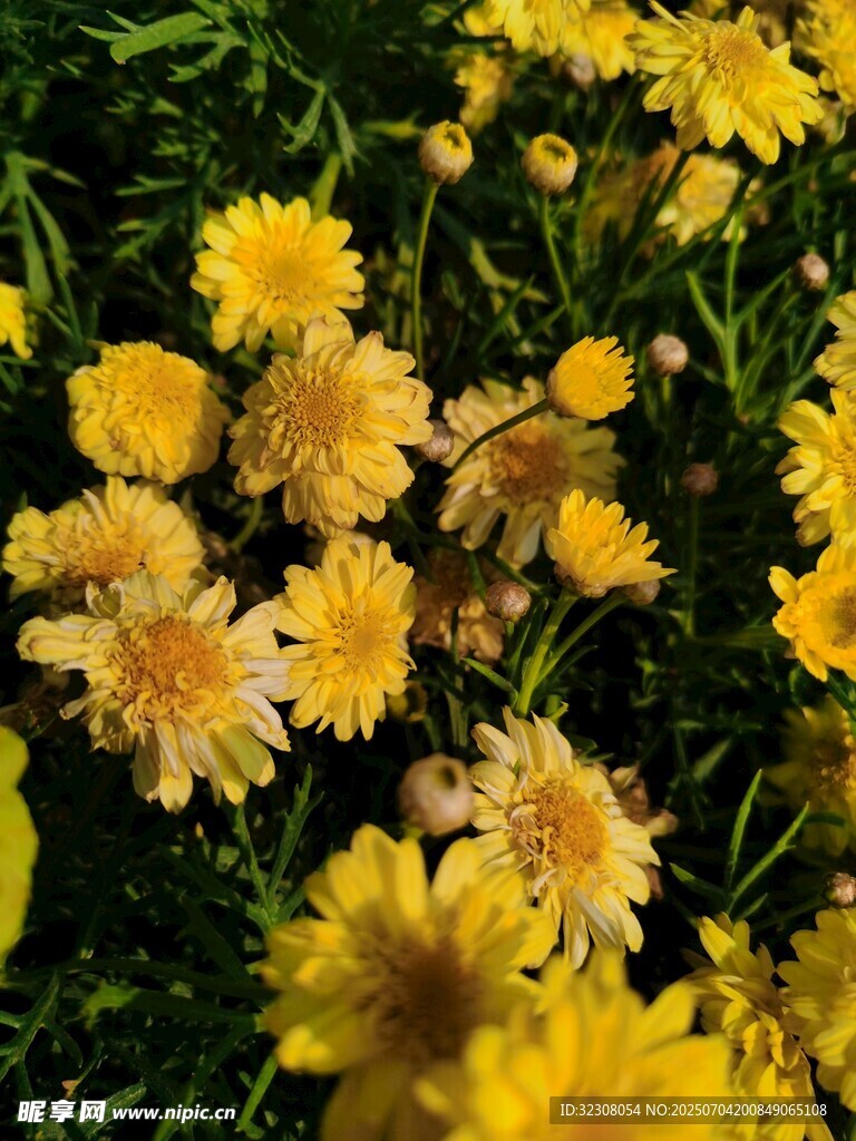 金黄灿烂小菊花绽放