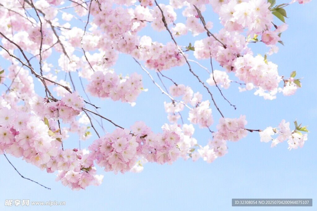 春日烂漫樱花枝头绽放