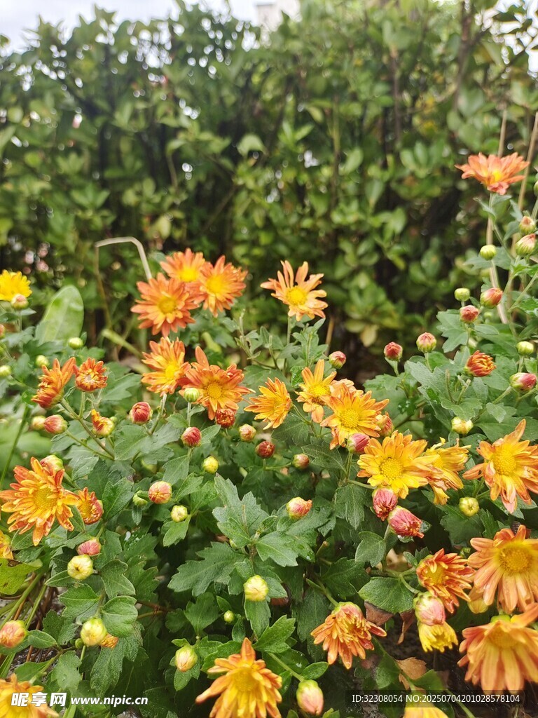 绚烂秋菊绽放于绿植间