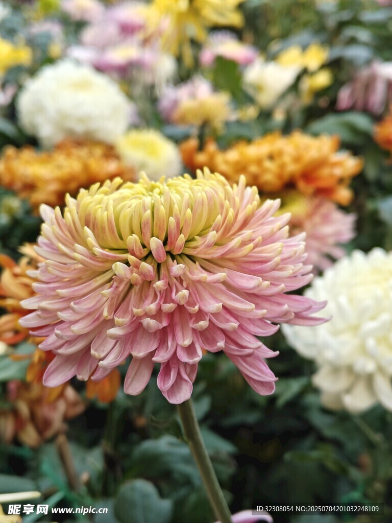 多彩菊花绽放