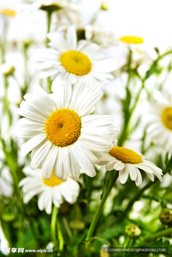 清新雏菊绽放