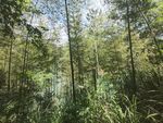 茂密森林中的挺拔树木