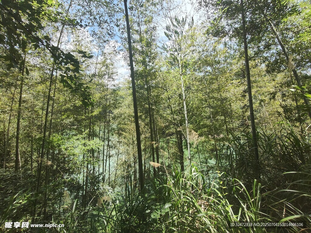茂密森林中的挺拔树木
