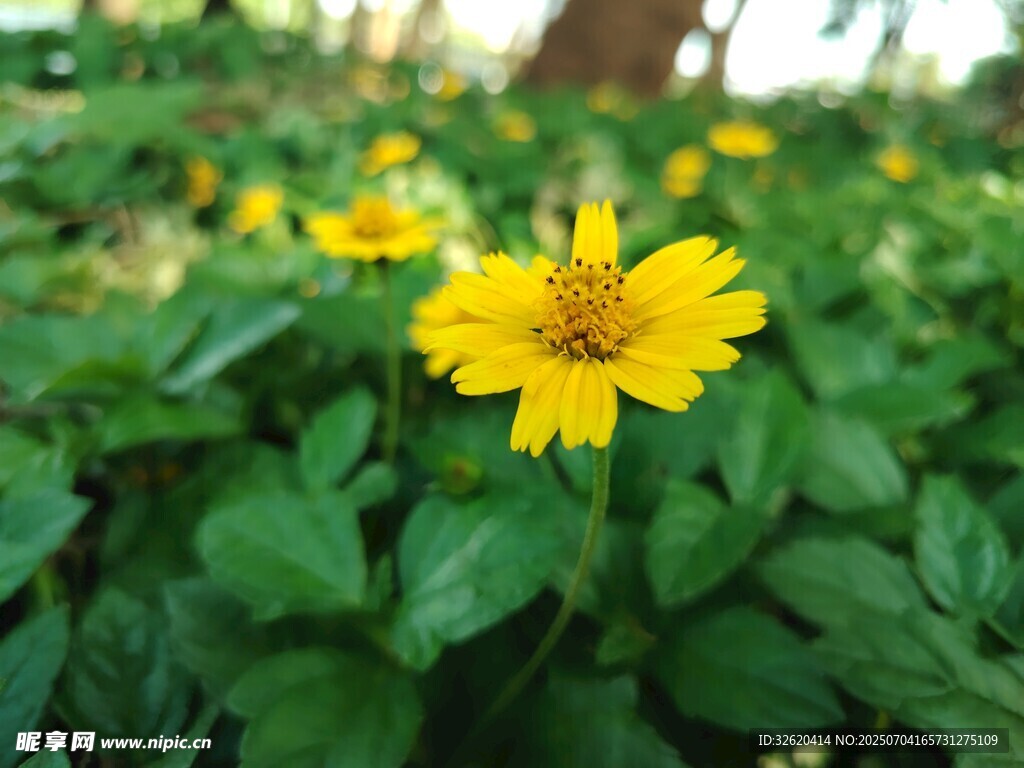 蟛蜞菊
