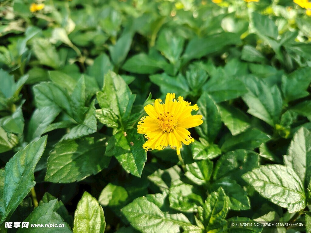 蟛蜞菊