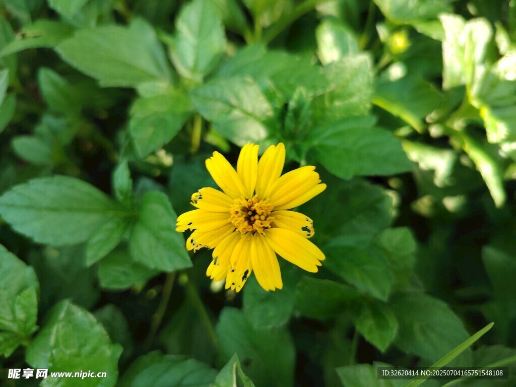 蟛蜞菊
