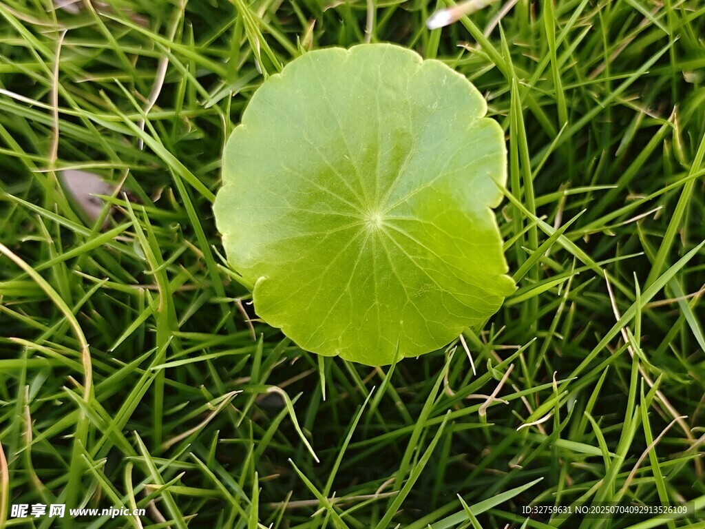 草地上的一片嫩绿荷叶