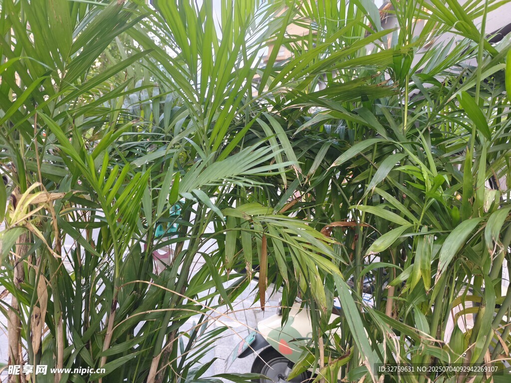 茂密绿植景观