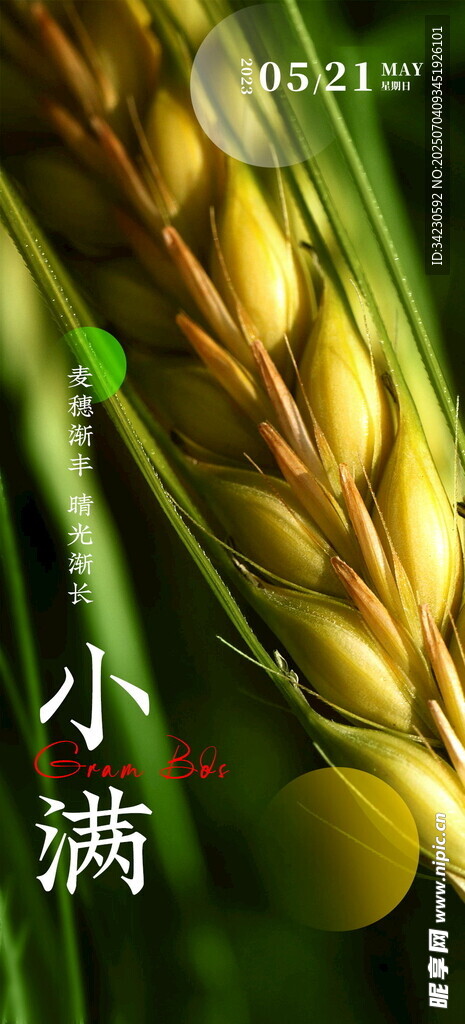 小满节气海报