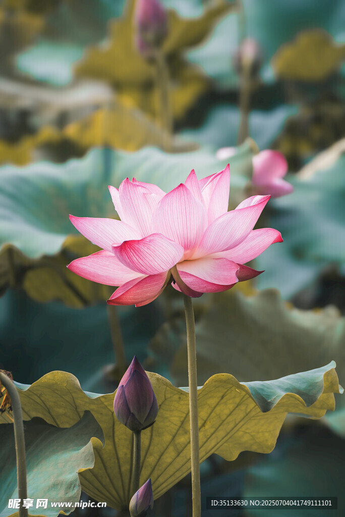 荷花