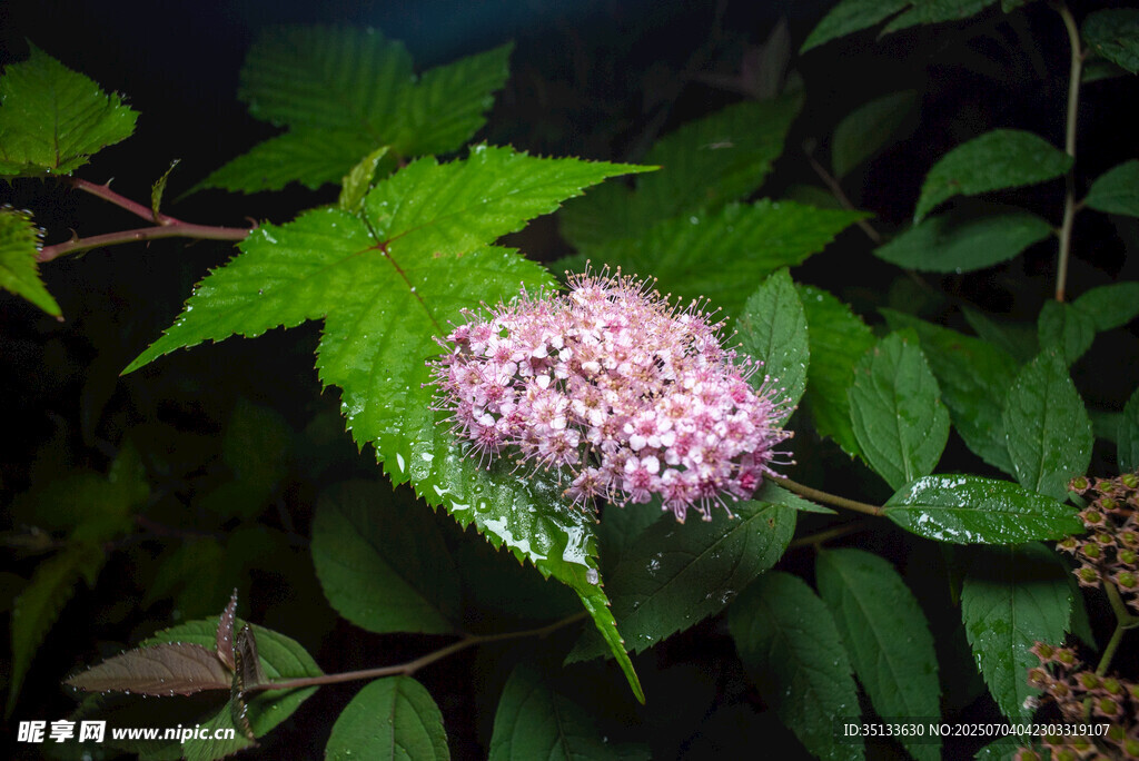 花