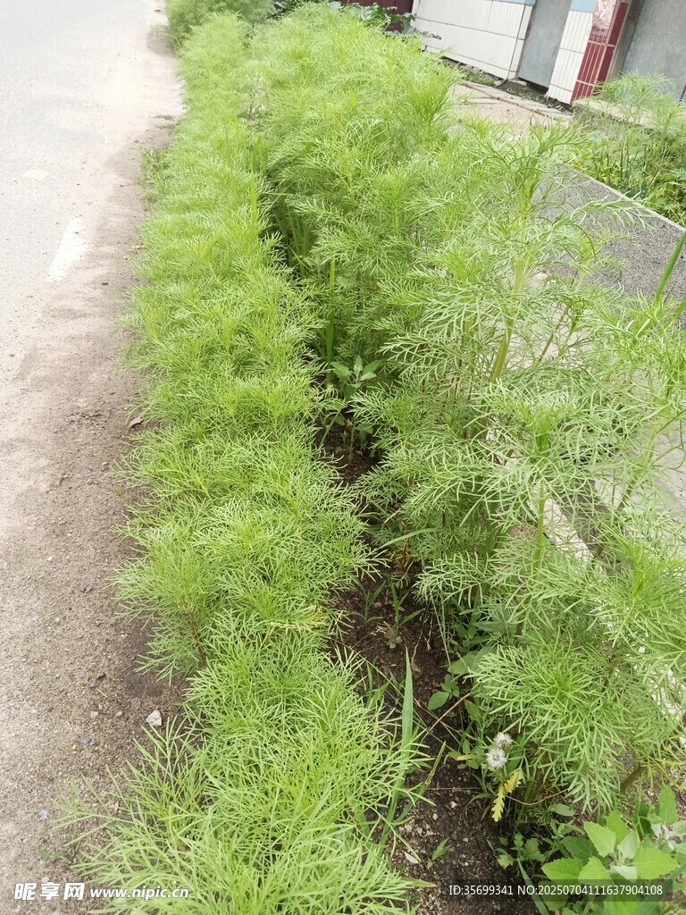 路边葱郁绿植景观