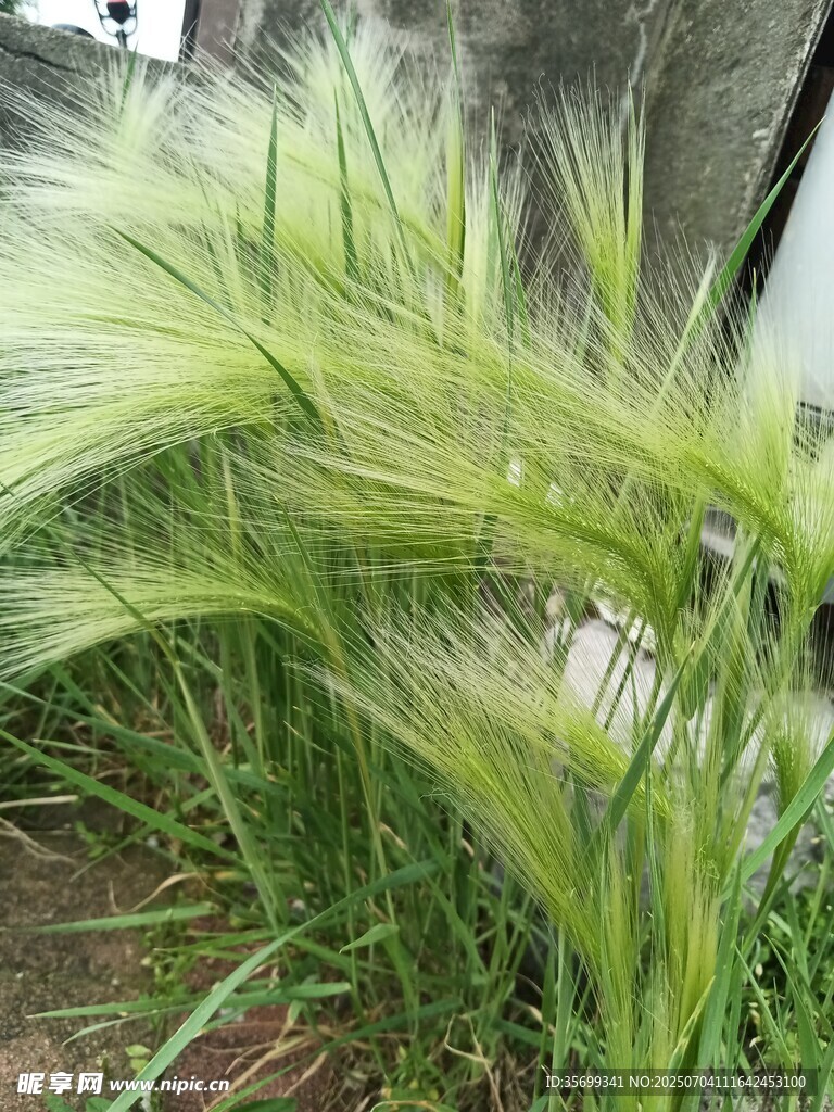 风中摇曳的嫩绿麦穗