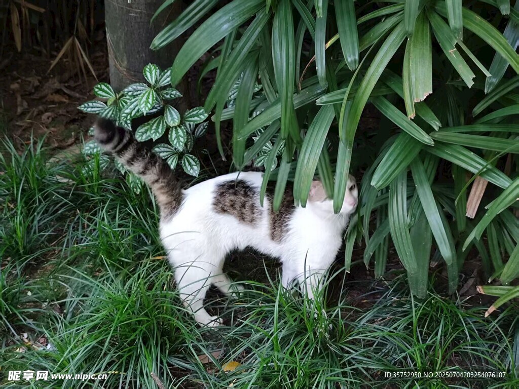 草丛中的可爱猫咪