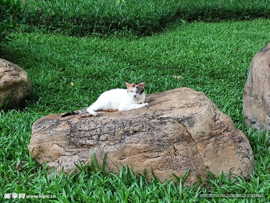 草地上石头旁的白色猫咪