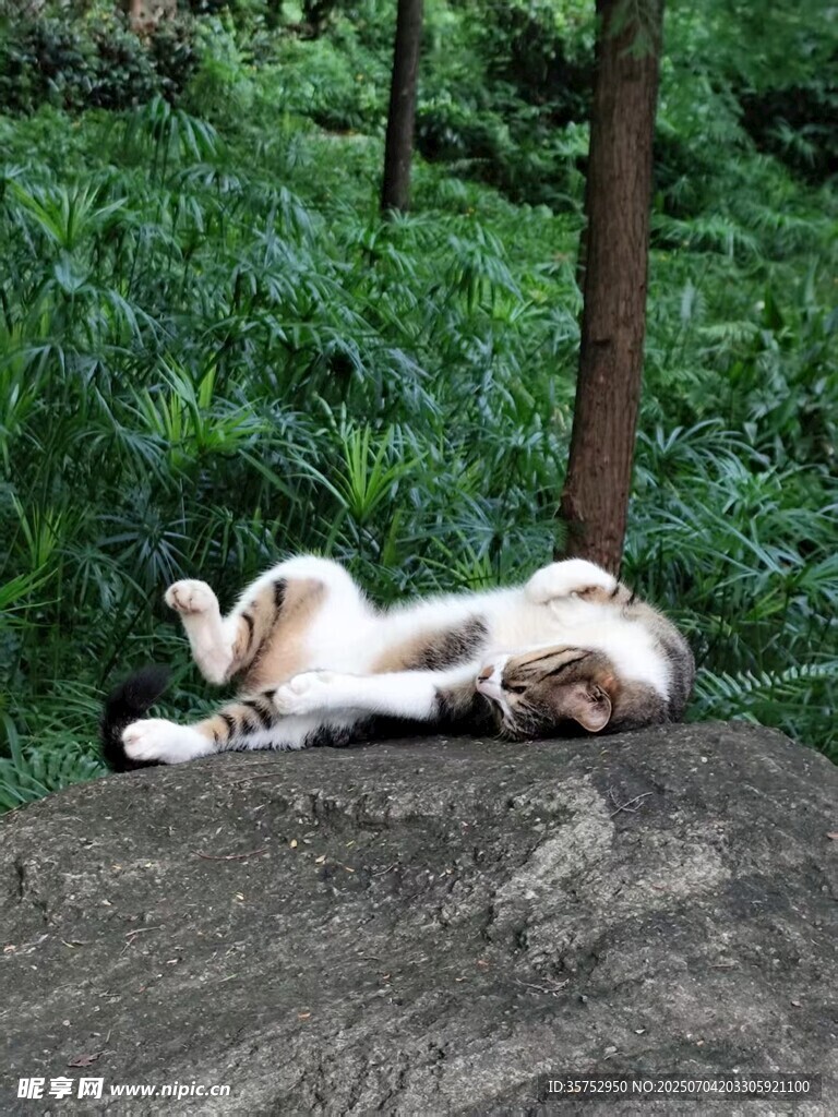 石上休憩的狗狗