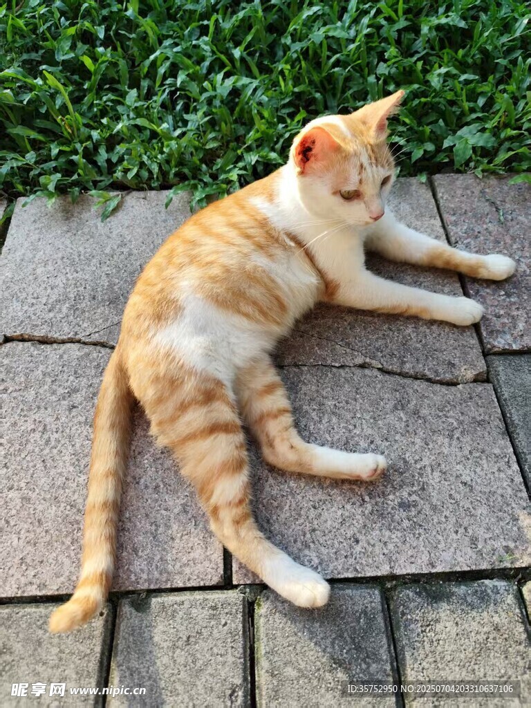 橘猫惬意躺于石板路上