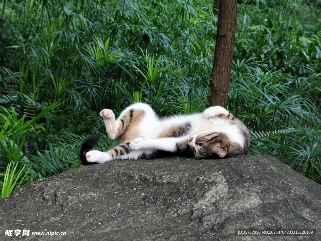 岩石上惬意躺卧的大熊猫