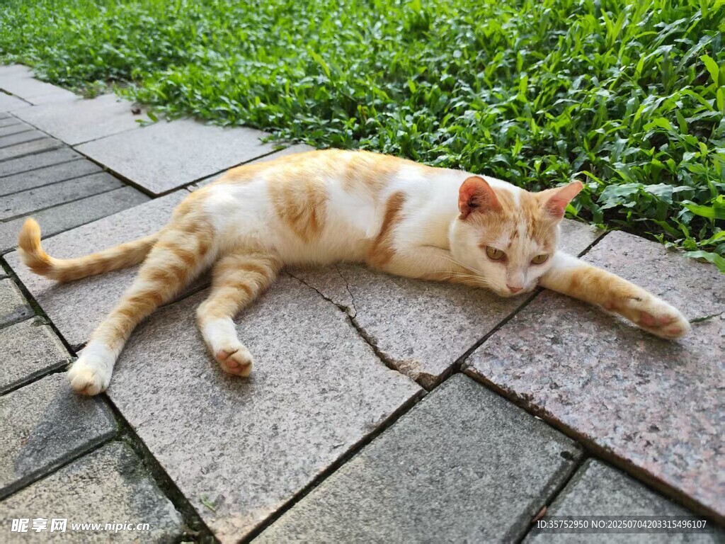 阳光下惬意躺卧的小猫咪