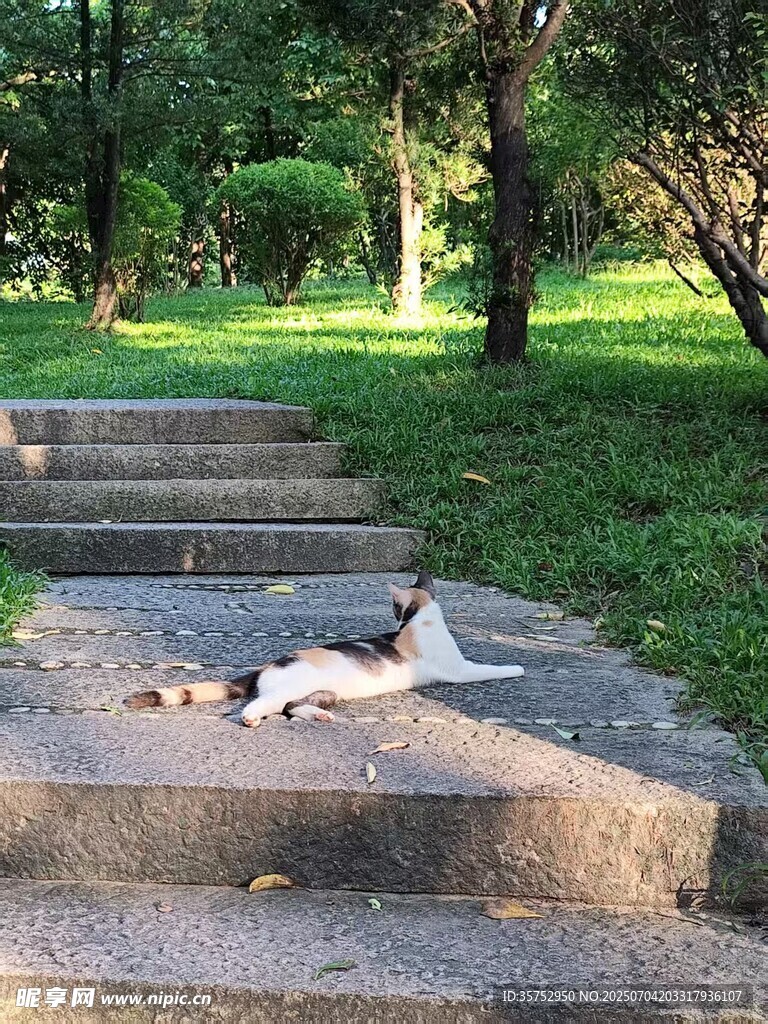台阶上休憩的猫咪